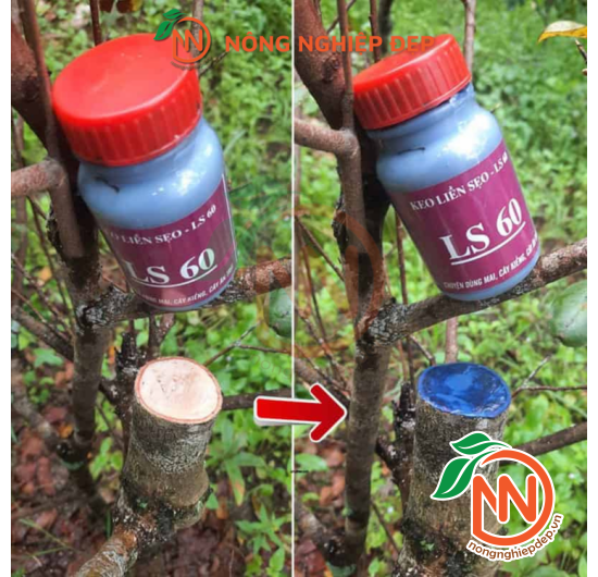 Keo Liền Sẹo Cho Cây Trồng LS 60