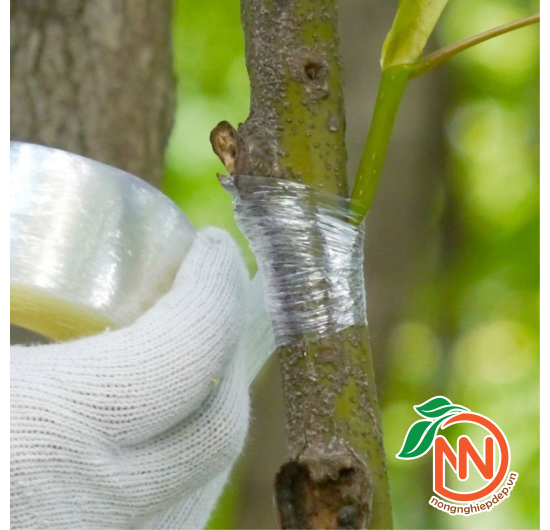 Băng Keo Ghép Cành, Ghép Cây Tự Hủy