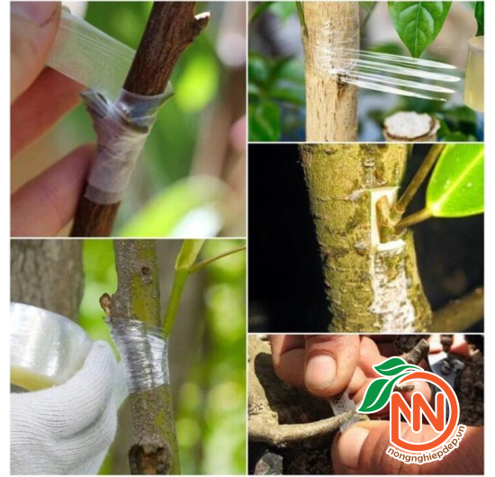 Băng Keo Ghép Cành, Ghép Cây Tự Hủy
