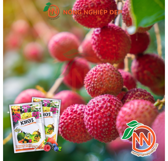 Phân bón KNO3 THIDI | Kích Hoa - Giảm Rụng Trái