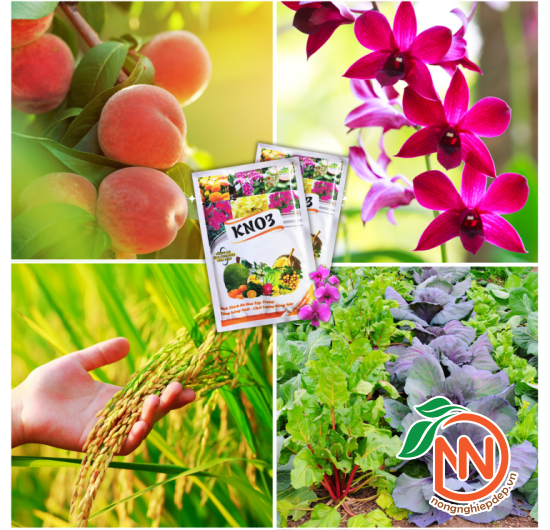 Phân bón KNO3 THIDI | Kích Hoa - Giảm Rụng Trái