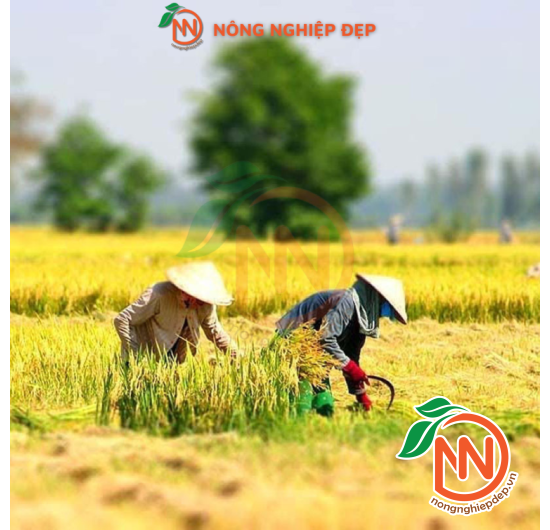 Liềm 10 Thép Cao Cấp