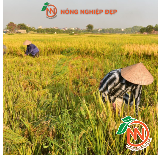 Liềm Răng Cưa Cán Đỏ Cao Cấp
