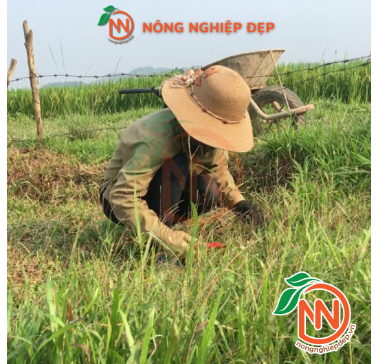 Liềm Răng Cưa Cán Đỏ Cao Cấp