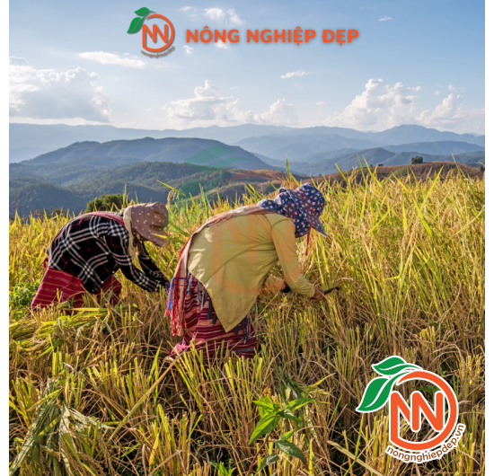 Liềm Răng Cưa Cán Đỏ Cao Cấp