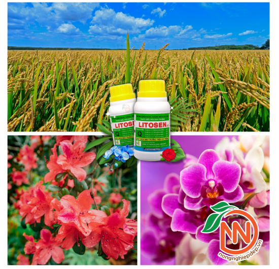 LITOSEN 1.95EC – Thuốc Điều Hòa, Kích Thích Sinh Trưởng Cây Trồng