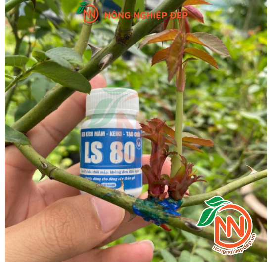 Keo LS80 Kích Mầm, Kích Chồi - Keo Kích Mầm Cây
