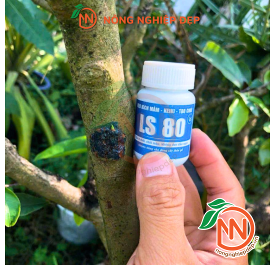 Keo LS80 Kích Mầm, Kích Chồi - Keo Kích Mầm Cây