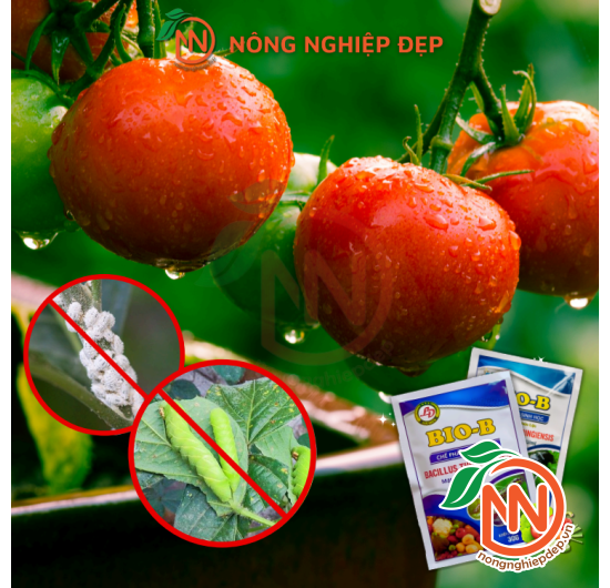 Chế Phẩm Sinh Học BIO-B | Phòng Trừ Bọ Trĩ, Nhện Đỏ, Sâu Rầy