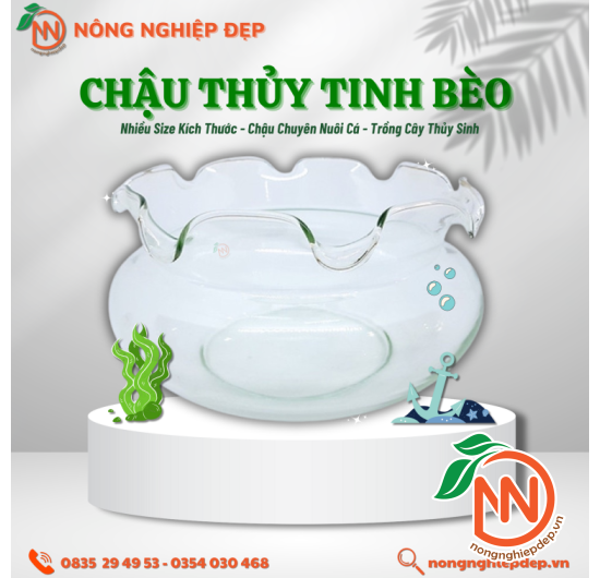 Chậu Thủy Tinh Bèo - Nhiều Size Kích Thước