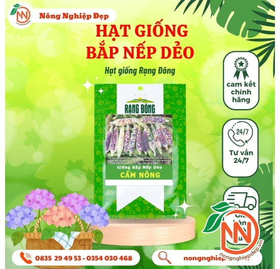Hạt Giống Bắp Nếp Dẻo Rạng Đông - Cẩm Nông
