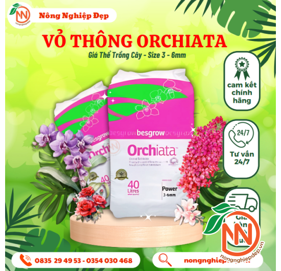Vỏ Thông ORCHIATA 3 - 6mm