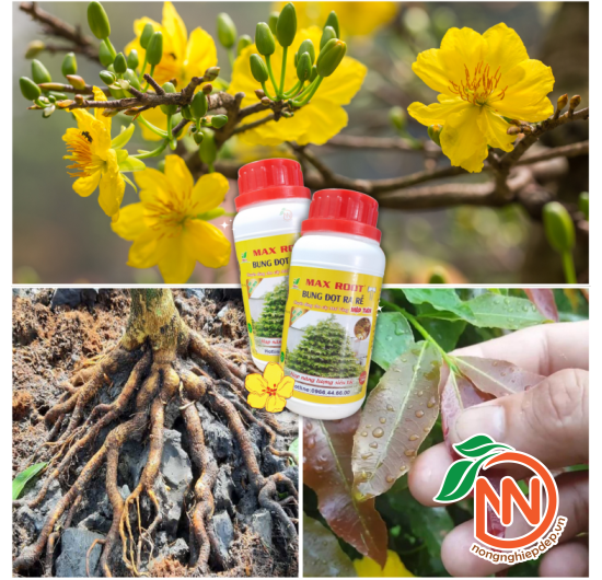 MAX ROOT - Bung Đọt Ra Rễ - Phân Chuyên Dùng Cho Mai Vàng