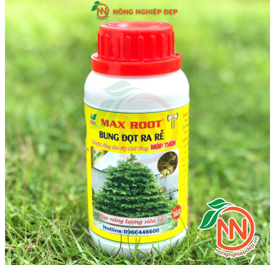 MAX ROOT - Bung Đọt Ra Rễ - Phân Chuyên Dùng Cho Mai Vàng