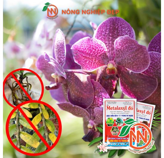 Metalaxyl Đỏ - Thuốc Trừ Bệnh ACODYL 35WP