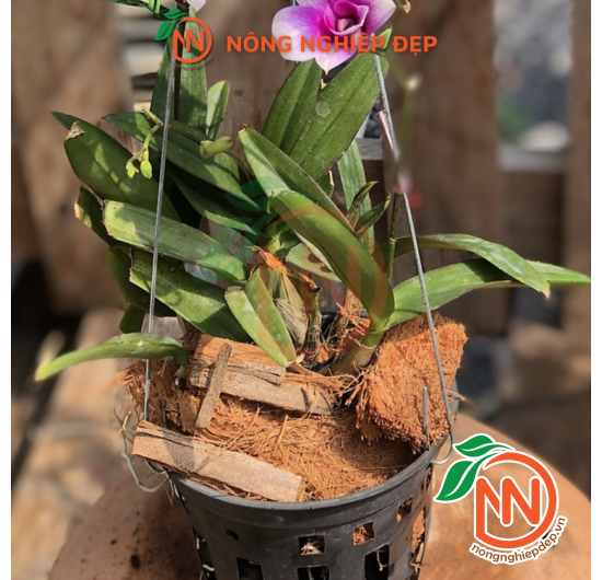 Móc 3 Treo Chậu