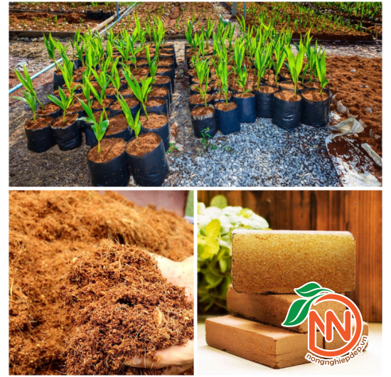 Mụn Dừa Ép Bánh Hình Viên Gạch