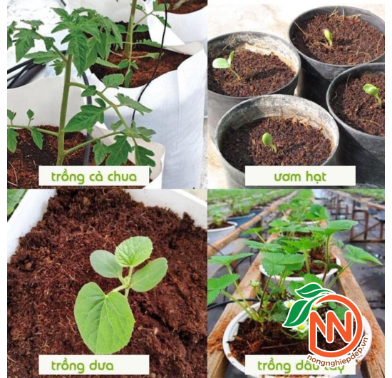 Mụn Dừa Ép Bánh Hình Viên Gạch