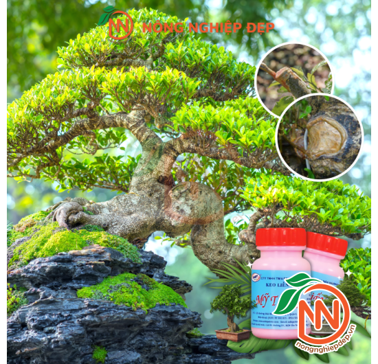 Mỹ Tiến Hồng – Keo Liền Sẹo Liền Vết Cắt Nhanh