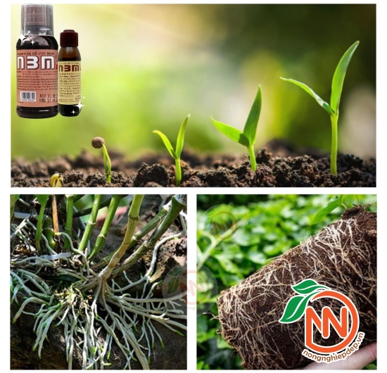 N3M - Siêu Kích Rễ Dạng Nước
