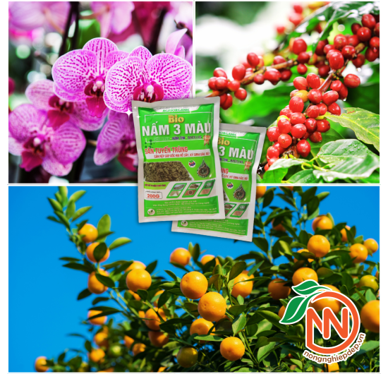 Nấm 3 Màu Bio - Săn Tuyến Trùng, Rệp Sáp, Sâu, Rầy Ký Sinh