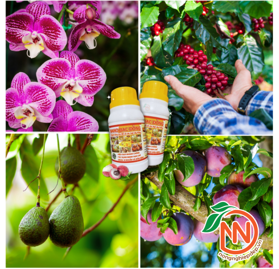 Nano Bạc Đồng - Hạn Chế Virus, Vi Khuẩn, Nấm Bệnh