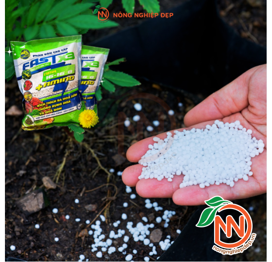 Phân Bón NPK 16-16-8+Amino | Kích Thích Ra Hoa Sớm 