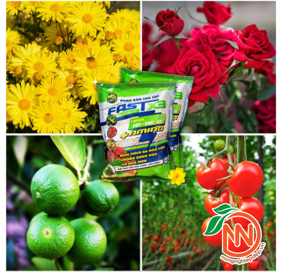 Phân Bón NPK 16-16-8+Amino | Kích Thích Ra Hoa Sớm 