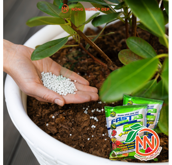 Phân Bón NPK 16-16-8+Amino | Kích Thích Ra Hoa Sớm 