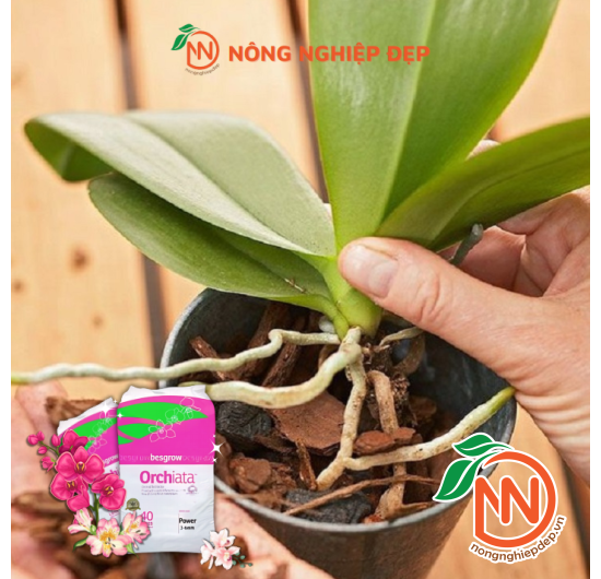 Vỏ Thông ORCHIATA 12 - 18mm