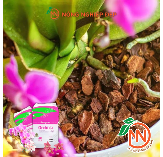 Vỏ Thông ORCHIATA 3 - 6mm