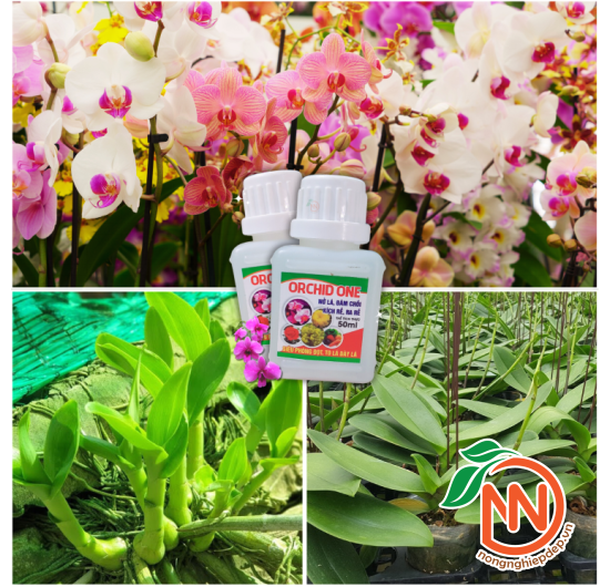 Orchid One - SIÊU KÉO ĐỌT , KÍCH RỄ CHO PHONG LAN