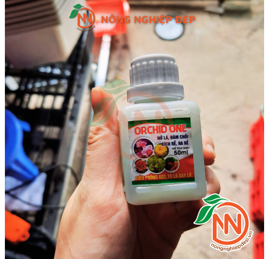 Orchid One - SIÊU KÉO ĐỌT , KÍCH RỄ CHO PHONG LAN