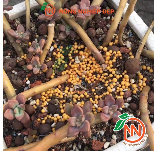 Osmocote 14-14-14 | Phân Tan Chậm Mỹ