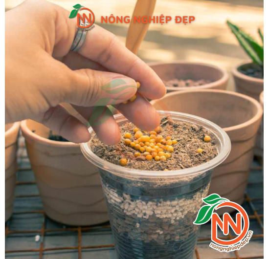 Osmocote 14-14-14 | Phân Tan Chậm Mỹ