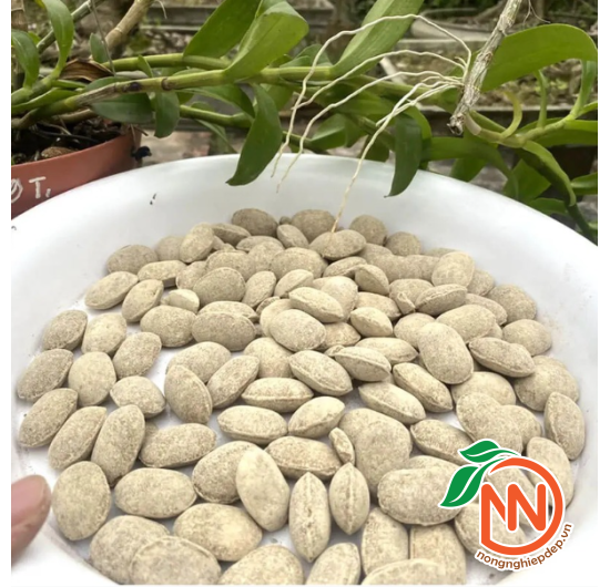 Phân Quả Bàng Tan Chậm Nhật Bản – NURSERYACE (ΝΑ) 12-6-6-2