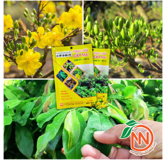 Phân Bón Phục Hồi Cây Mai - AE.NP 19-49+TE