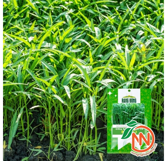 Hạt Giống Rau Muống Lá Tre Rạng Đông - RADO 12