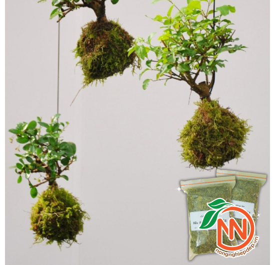 Rêu Rừng NewZiTa - Giá Thể Trồng Lan
