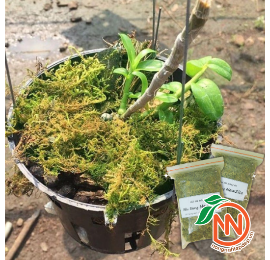 Rêu Rừng NewZiTa - Giá Thể Trồng Lan