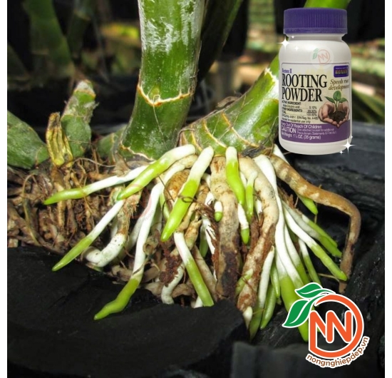 Phân bón kích rể của Mỹ Rooting Powder