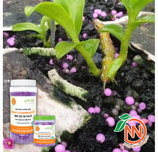 Phân Tan Chậm RYNAN 210 – NPK 22-10-10 +TE - FLOWERMATE 