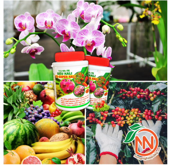 Phân Bón Siêu Kali 7-5-44+TE – Kích Hoa Đồng Loạt – Dưỡng Hoa Lâu Tàn