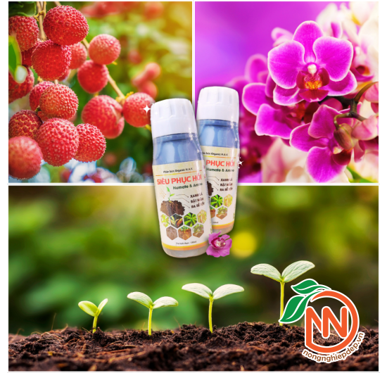 Phân Bón Siêu Phục Hồi Humate & Amino