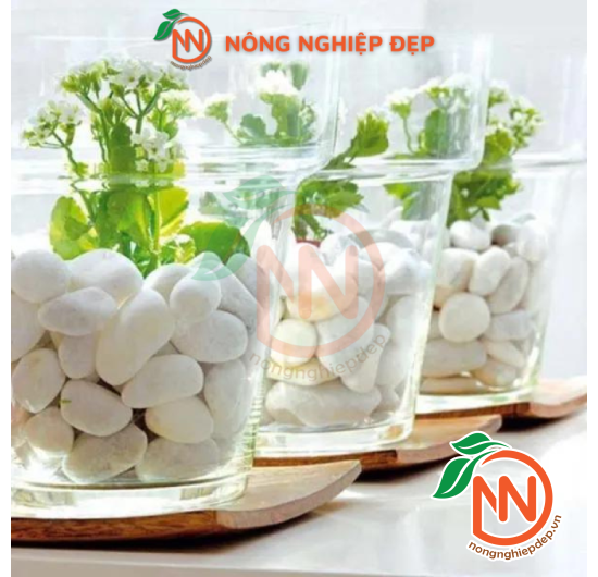 Sỏi Trắng Trang Trí - Nhiều Size Kích Thước