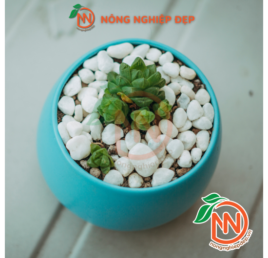 Sỏi Trắng Trang Trí - Nhiều Size Kích Thước
