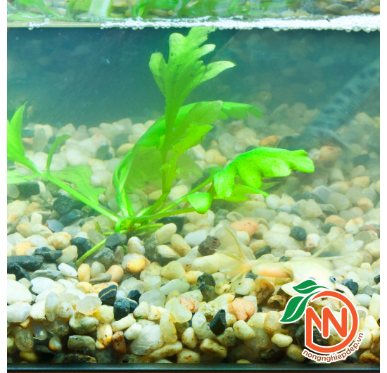 Sỏi Đá Nhiều Màu Tự Nhiên, Trang Trí Bể Cá, Chậu Cây