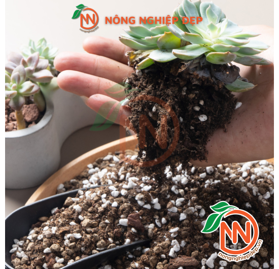 NewZita SOIL NEW MIX | Giá Thể Kiểng Lá, Sen Đá, Xương Rồng 