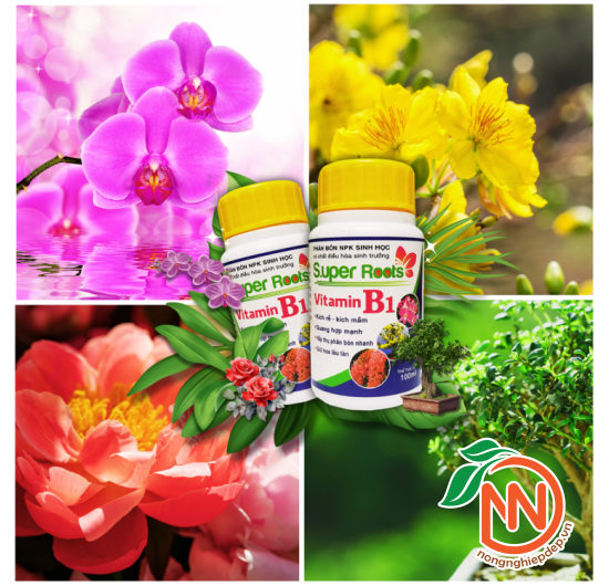 SUPER ROOTS B1 – Kích Rễ, Kích Mầm