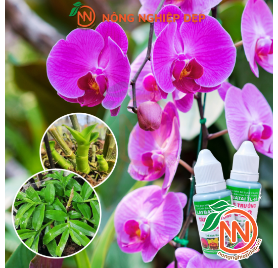 Tăng Trưởng TL-18 - LAYBATAI TL 18